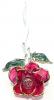 [Click for larger view] Open bloom red long stem rose